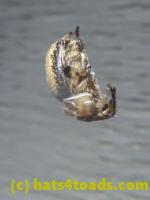 /home//u458753944/public_html/sourcegallery//Insects and small critters/spiders and kin (Arachnida)/P1140162.JPG